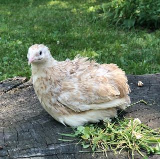110,  Gold Coturnix Hatching Eggs By Myshire Includes Italian/ Golden Manchurian