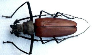 Coleoptera Cerambycidae Prionidae Titanus Callipogon