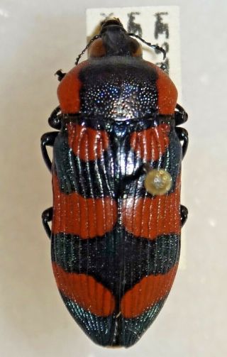 Buprestidae Temognatha Castelnaudi Australia Jewel Beetle Insect 34 Calodema