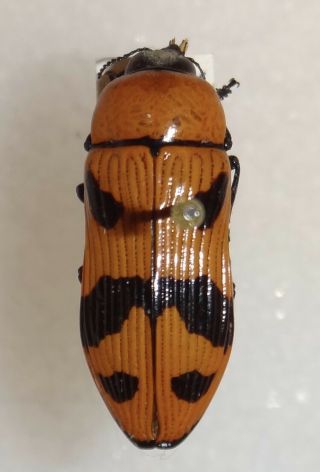 Buprestidae Temognatha Martini Australia Jewel Beetle Insect 32 Calodema