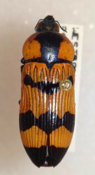 Buprestidae Temognatha Goerlingi Australia Jewel Beetle Insect 31 Calodema