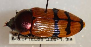 Buprestidae Temognatha Secularis Australia Jewel Beetle Insect 30 Calodema