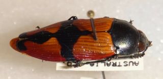 Buprestidae Temognatha Strandi Australia Jewel Beetle Insect 28 Calodema