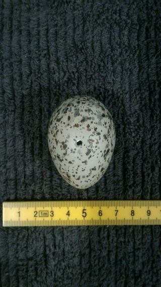 Taxidermy Blown Egg Of " Hartlaubs Gull With Good 2mm Hole "
