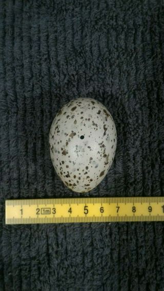 Taxidermy Blown Egg Of " Harlaubs Gull With Quality 1mm Hole "