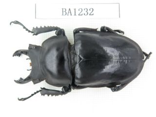 Beetle.  Neolucanus Sp.  China,  Yunnan,  Jinping County.  1m.  Ba1232.