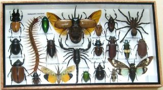 21 Real Mounted Beetle Boxed Rare Insect Display Taxidermy Entomology Zoology
