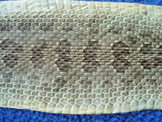 Rattlesnake Skin Prairie Rattler Hide Soft Tanned Bow Wrap Blanks Art 43 Inch R6