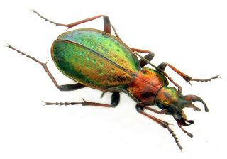Beetles.  Carabidae.  Carabus (platycarabus) Fabricii Malachiticus.  Extremely Rare