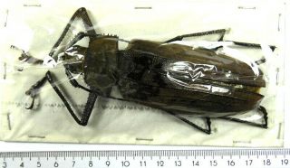 Beetles,  (2524),  Cerambycidae,  Xixuthrus Microcerus Lunicollis,  Male