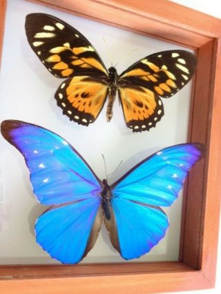 2 Real Framed Butterfly Blue Morpho Cacica & Big Tiger Papilio Zagregus