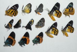 Daylight Flying Moths.  14 From West Kalimantan (13)