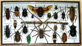 22 Real Bug Mounted Beetle Boxed Rare Insect Display Taxidermy Entomology