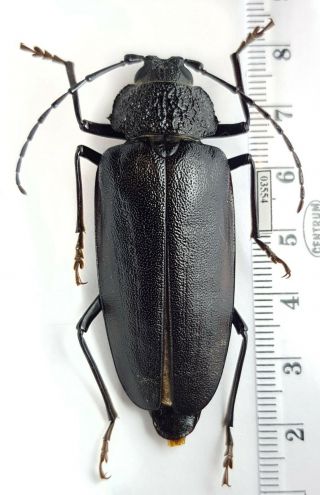 Cerambycidae,  Prioninae Ergates Faber Greece Very Big Female