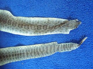 Rattlesnake Skin Prairie Rattler Hide Soft Tanned Bow Wrap Pen Blanks 41 Inch G7
