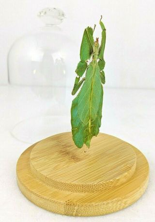 O58c Taxidermy Entomology Leaf bug Phyllium Bioculatum Glass Dome Display specmn 2