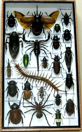 23 Real Mounted Beetle Boxed Rare Insect Display Taxidermy Entomology Zoology