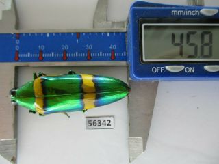56342 Buprestidae,  Chrysochroa Sp?.  Vietnam S