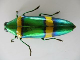 56342 Buprestidae,  Chrysochroa sp?.  Vietnam S 2