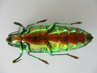 56342 Buprestidae,  Chrysochroa sp?.  Vietnam S 3