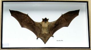Real Rare Horseshoe Big Bat Taxidermy Insect Display In Wood Box Collectible