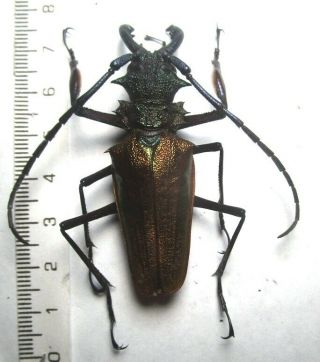 Cerambycidae Prioninae Psalidognathus Superbus 62mm 6 Peru - San Martin Region