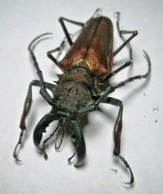 Cerambycidae Prioninae Psalidognathus Superbus 62mm 4 Peru - San Martin Region