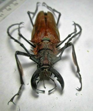 Cerambycidae Prioninae Psalidognathus Superbus 61mm 1 Peru - San Martin Region