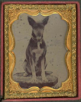 Small Dog With Pointed Ears On Table Cased Tintype