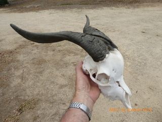Billy Goat Skull With Dark Horns Taxidermy Hunting Gothic Bone Crafts
