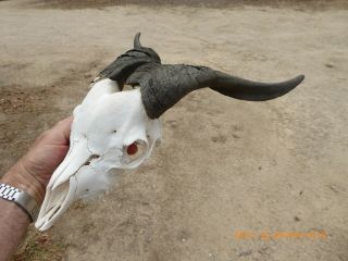 BILLY GOAT SKULL with dark horns taxidermy hunting gothic bone crafts 3