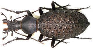 24.  Carabidae - Carabus (coptolabrus) Formosus Formosus Female