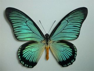 Fantastic Papilio Zalmoxis Male Papilioniidae Papilionidae Cameroon