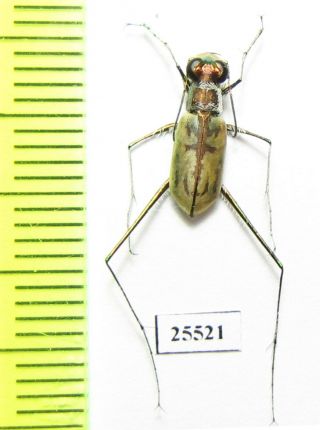 Cicindelinae Sp. ,  Male,  Panama,  Bastimentos Isl.