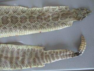 Rattlesnake Skin Prairie Rattler Hide Soft Tanned Bow Wrap Pen Blanks 43 In.  P6