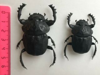 Pachylomera Femoralis - Angola - Pair - Coleoptera,  Scarabaeidae