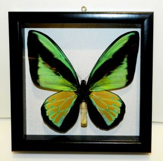 Ornithoptera Goliath Jeromei.  Real Insect In Frame Made Of Expensive Wood