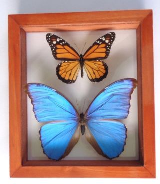 2 Real Framed Butterfly Blue Morpho Didius & Monarch Mounted Double Glass