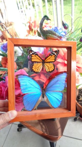 2 REAL FRAMED BUTTERFLY BLUE MORPHO DIDIUS & MONARCH MOUNTED DOUBLE GLASS 2
