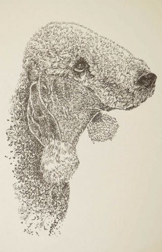 Bedlington Terrier Dog Art Lithograph 24 Kline Will Add Your Dogs Name.