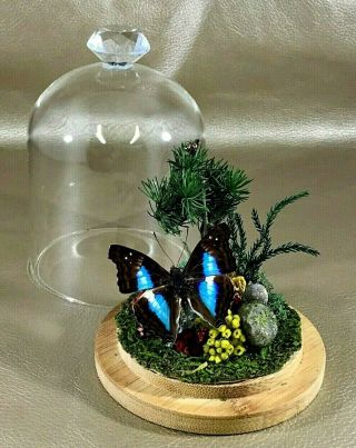 W24 Entomology Taxidermy Antique Victorian Style Butterfly Glass Dome Display