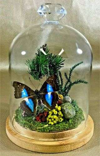 W24 Entomology Taxidermy Antique Victorian Style Butterfly Glass dome display 2