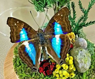W24 Entomology Taxidermy Antique Victorian Style Butterfly Glass dome display 3