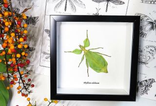Real Bug Taxidermy Shadowbox Real Green Leaf Insect Phyllium Celebicum Bbpc