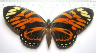 Papilionidae Papilioninae Pt.  Zagreus Batesi,  Female From PerÚ - Loreto Region