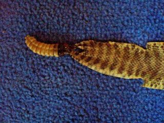 Rattlesnake Skin Prairie Rattler Hide Soft Tanned Bow Wrap Pen Blanks 50 In.  T5