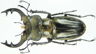 Insect - Lucanidae Lucanus Nangsarae No.  2 - Myanmar - Male 70mm.