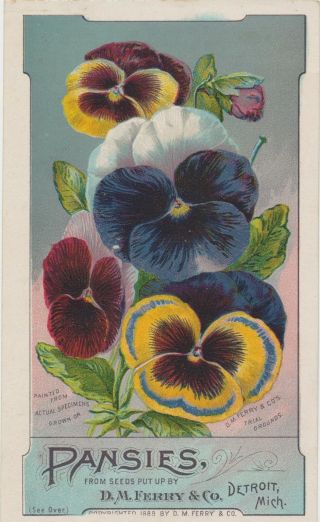Stunning 1890s Victorian Trade Card D M Ferry Detroit,  Mi Pansies Lithograph
