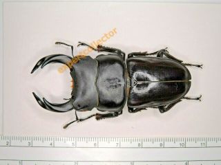 Lucanidae - Dorcus Hopei Binodulosus 70mm From North Korea Rarely Offer Kpa164