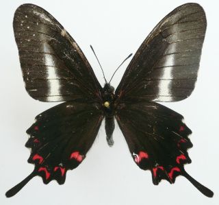 Papilio (mimoides) Lysithous Eupathorion Male From Santa Catarina,  Brazil